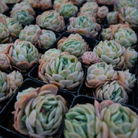 3'' Echeveria Sina, Rare Live Succulent Plants