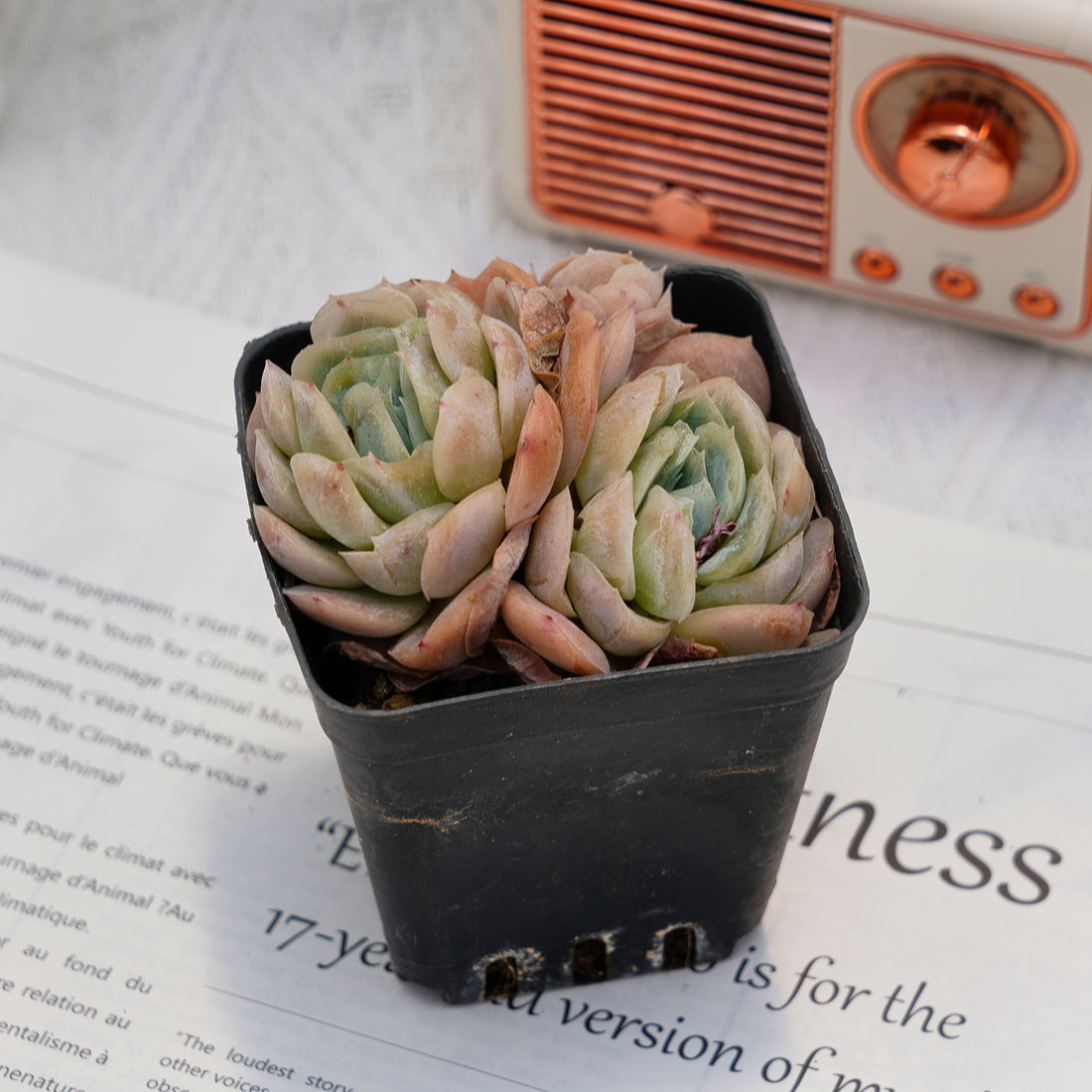 3'' Echeveria Sina, Rare Live Succulent Plants
