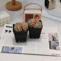 3'' Echeveria Sina, Rare Live Succulent Plants