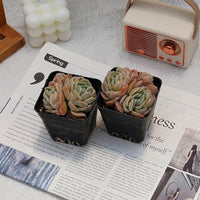 3'' Echeveria Sina, Rare Live Succulent Plants