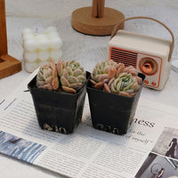 3'' Echeveria Sina, Rare Live Succulent Plants