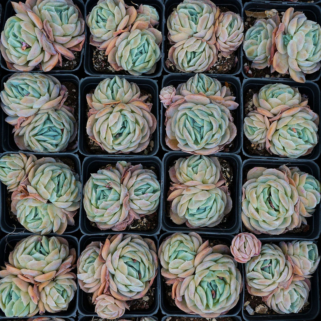 3'' Echeveria Sina, Rare Live Succulent Plants