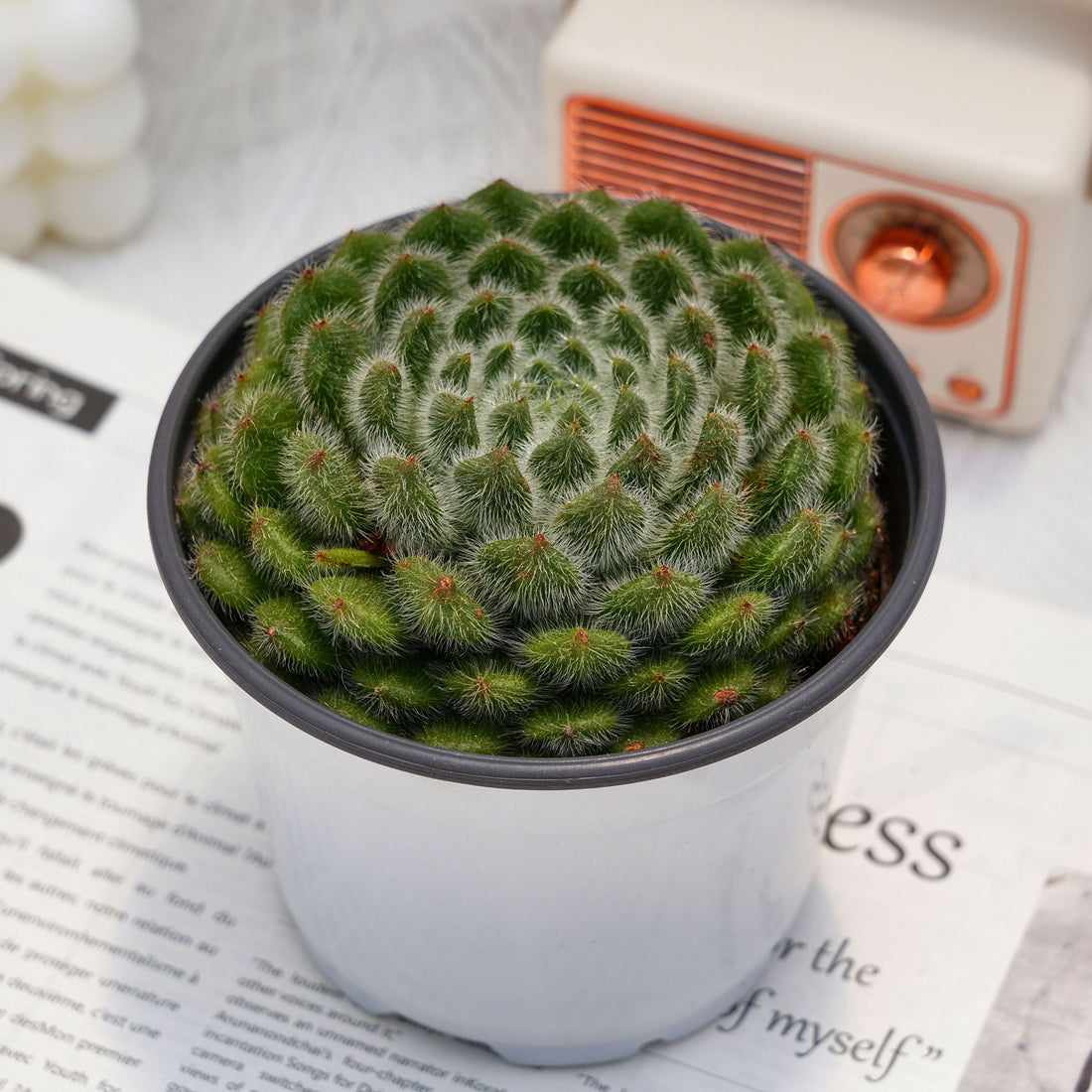 5'' Echeveria Pouteria Caimito, Rare Live Succulent Plants