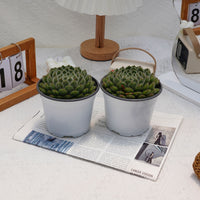 5'' Echeveria Pouteria Caimito, Rare Live Succulent Plants