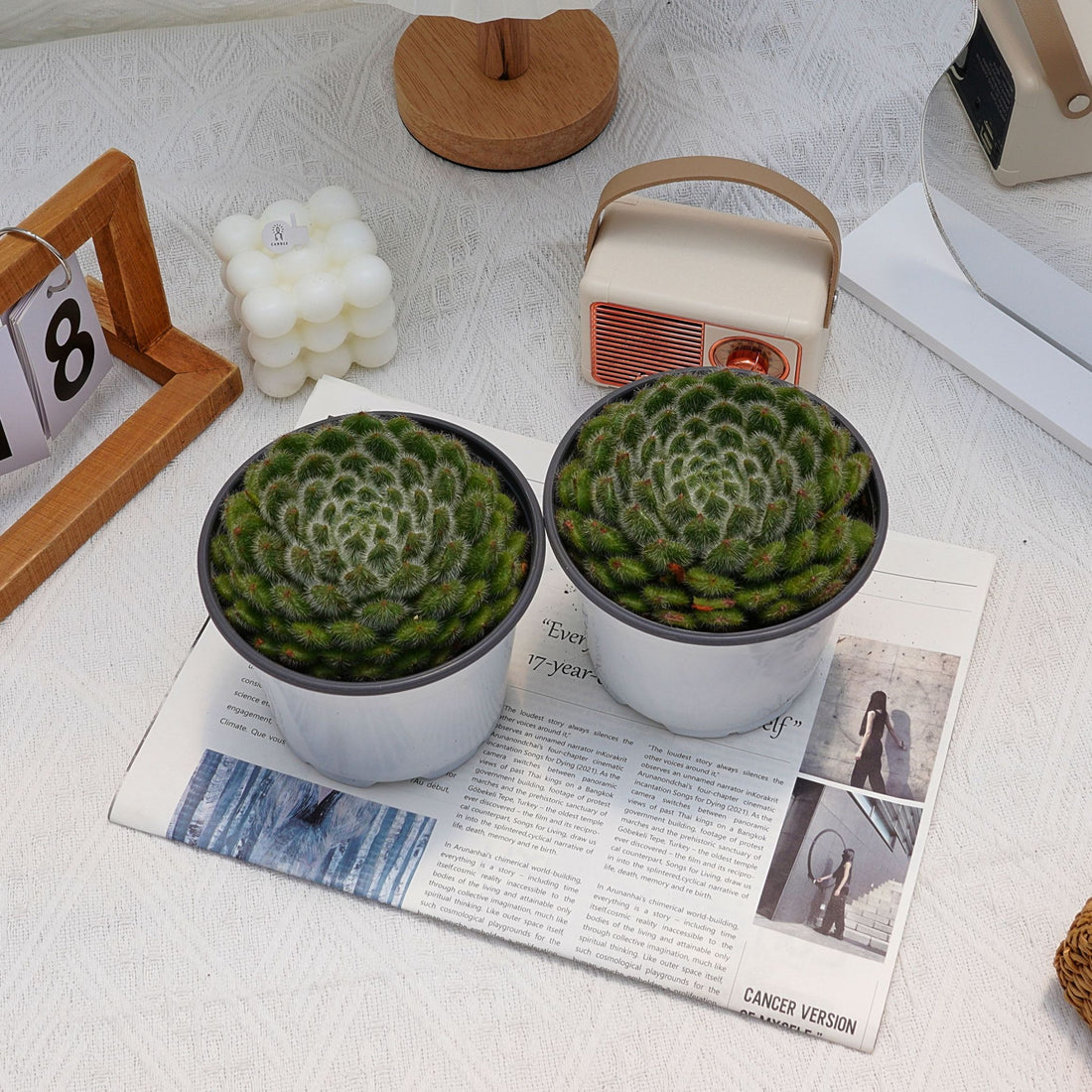 5'' Echeveria Pouteria Caimito, Rare Live Succulent Plants