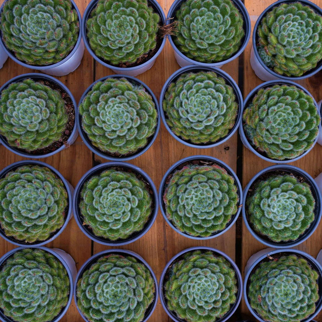 5'' Echeveria Pouteria Caimito, Rare Live Succulent Plants