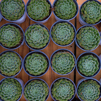 5'' Echeveria Pouteria Caimito, Rare Live Succulent Plants
