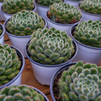 5'' Echeveria Pouteria Caimito, Rare Live Succulent Plants