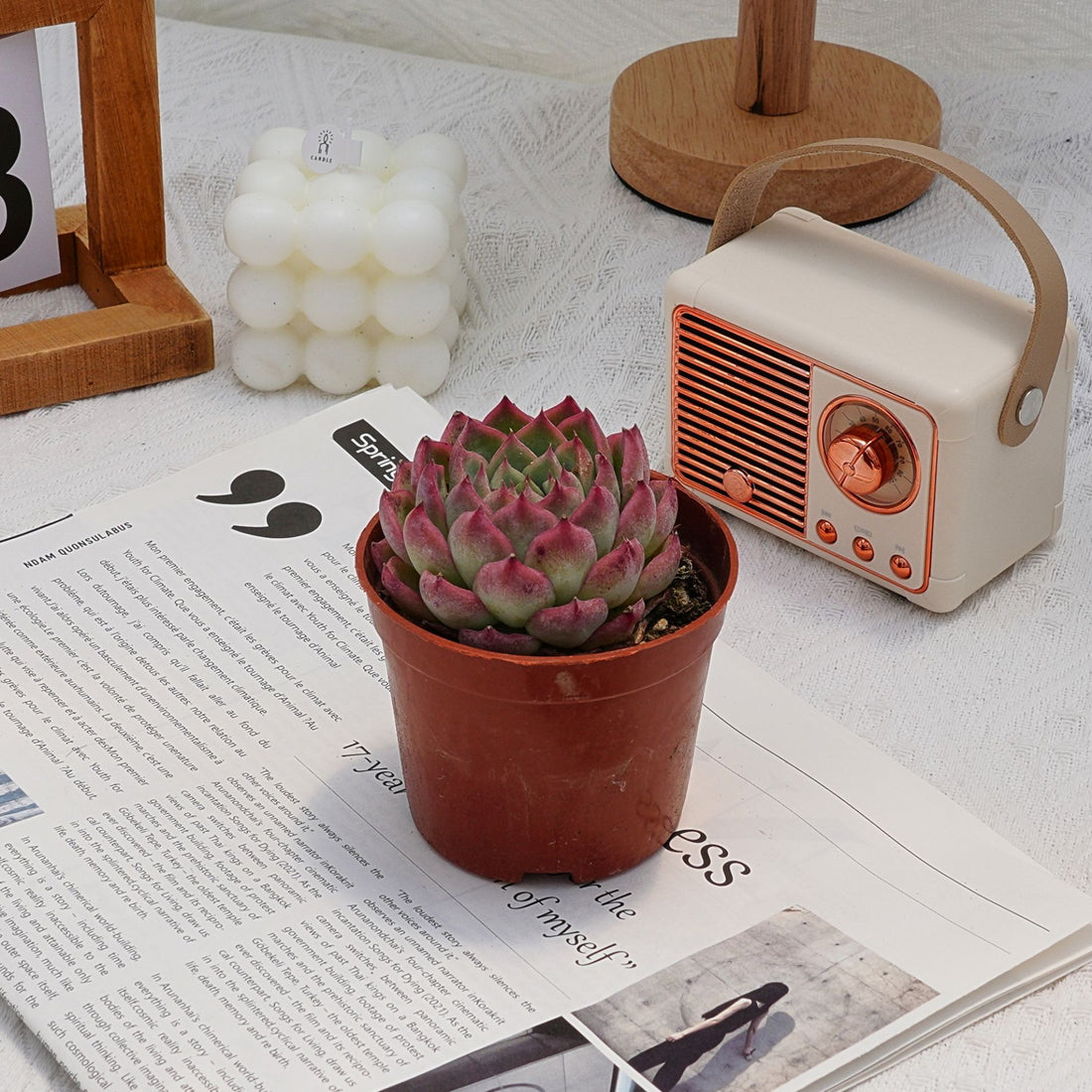 3'' Echeveria Pink Crystal, Rare Live Succulent Plants