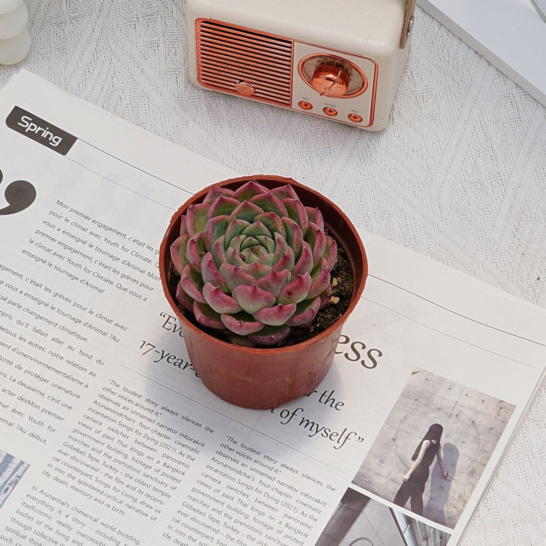 3'' Echeveria Pink Crystal, Rare Live Succulent Plants