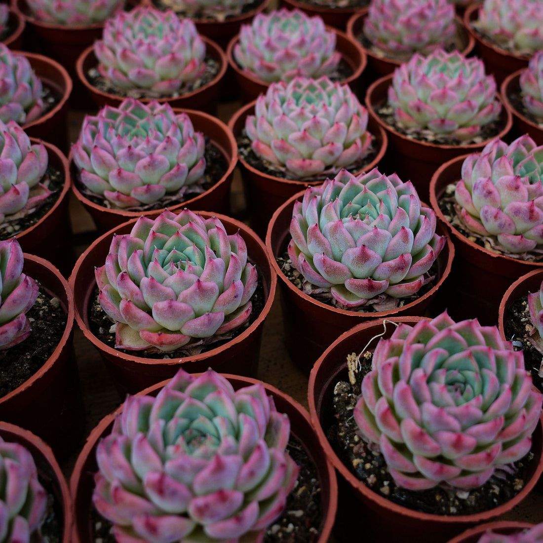 3'' Echeveria Pink Crystal, Rare Live Succulent Plants