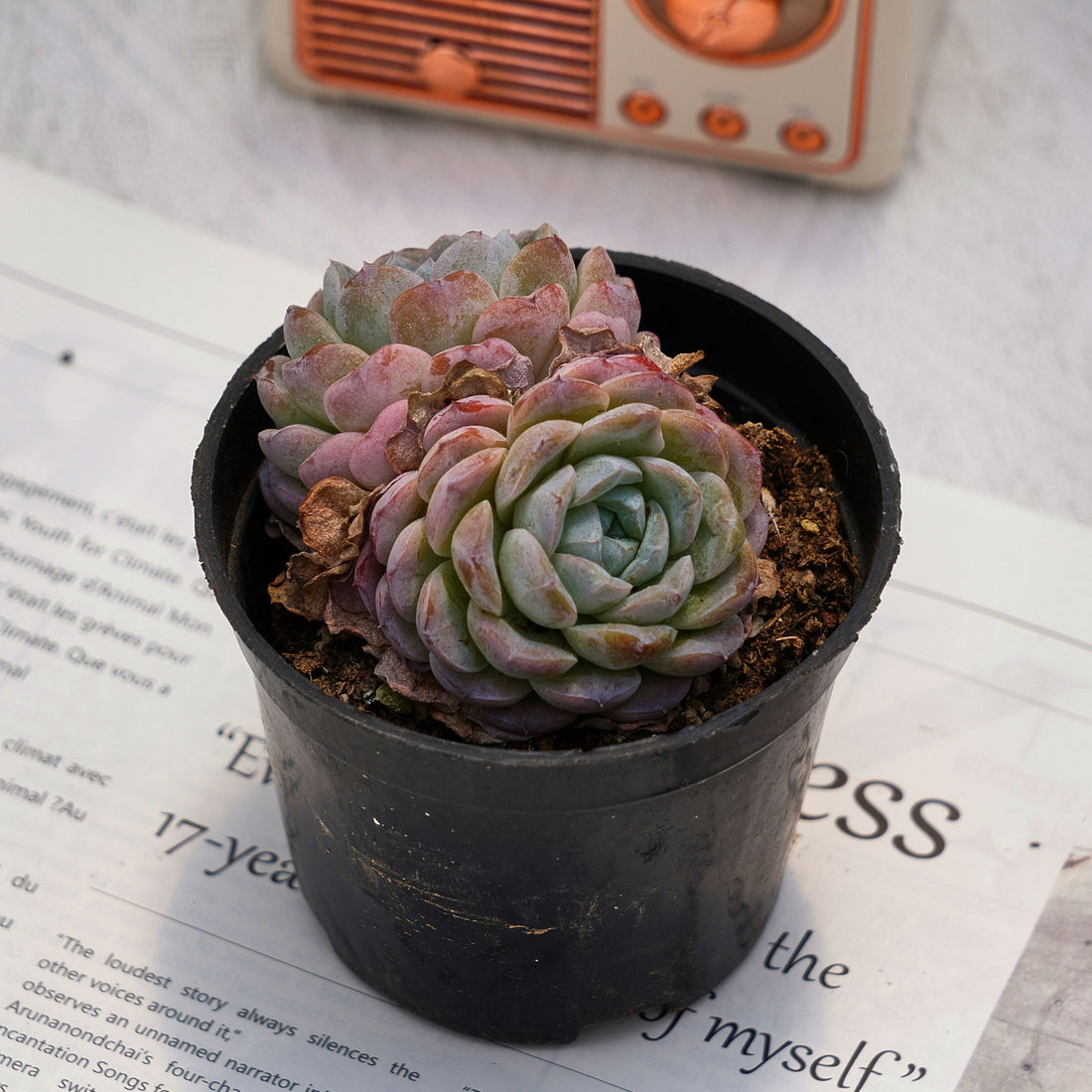 3'' Echeveria Snowyan, Rare Live Succulent Plants