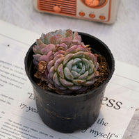 3'' Echeveria Snowyan, Rare Live Succulent Plants