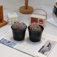 3'' Echeveria Snowyan, Rare Live Succulent Plants