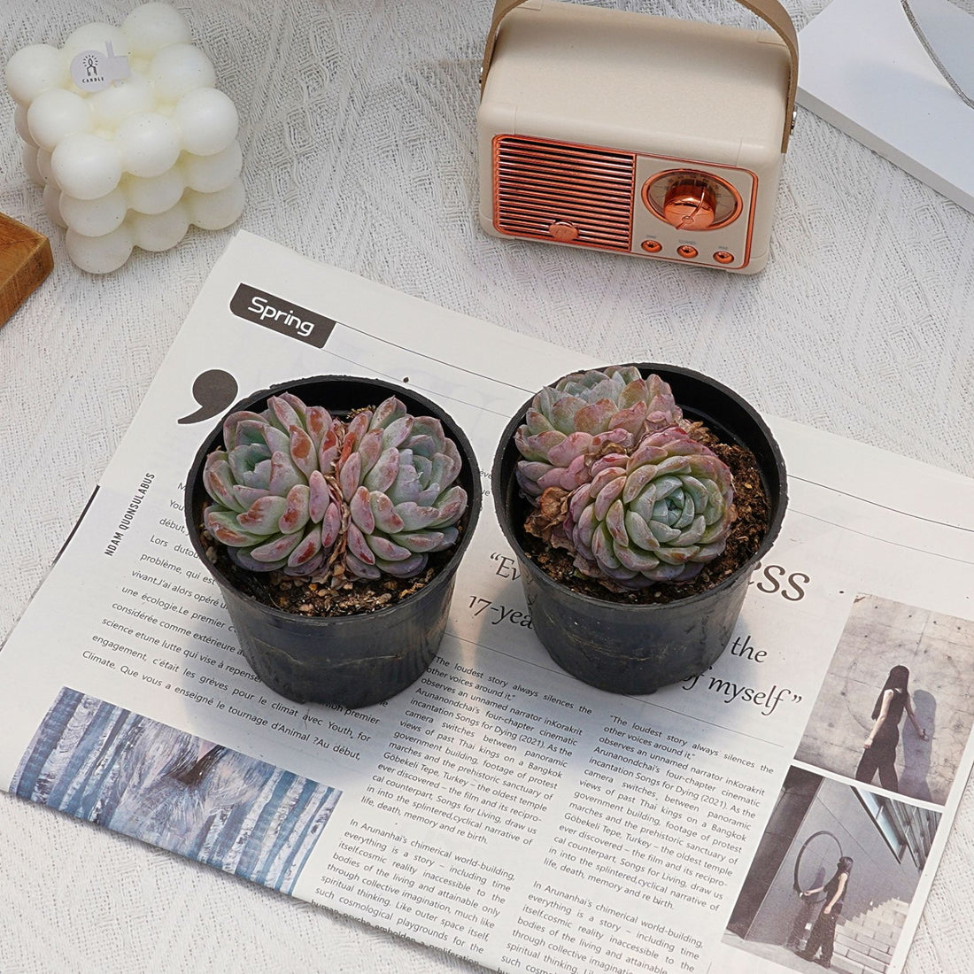 3'' Echeveria Snowyan, Rare Live Succulent Plants