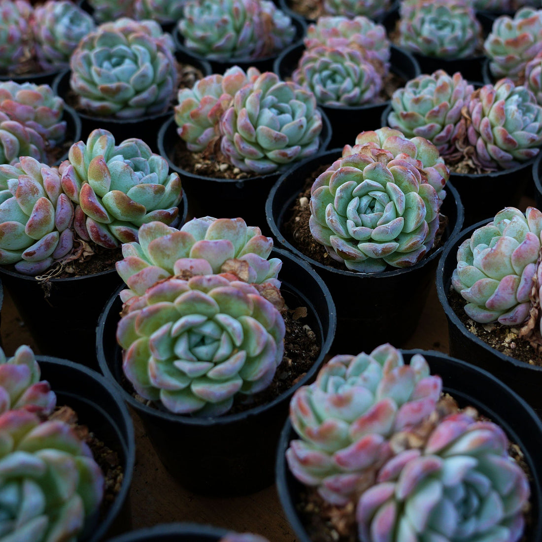 3'' Echeveria Snowyan, Rare Live Succulent Plants