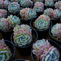 3'' Echeveria Snowyan, Rare Live Succulent Plants