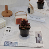 4'' Echeveria Abundant Rose, Rare Live Succulent Plants