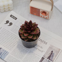 4'' Echeveria Abundant Rose, Rare Live Succulent Plants