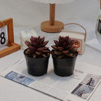4'' Echeveria Abundant Rose, Rare Live Succulent Plants