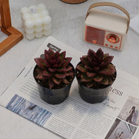 4'' Echeveria Abundant Rose, Rare Live Succulent Plants
