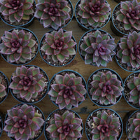 4'' Echeveria Abundant Rose, Rare Live Succulent Plants