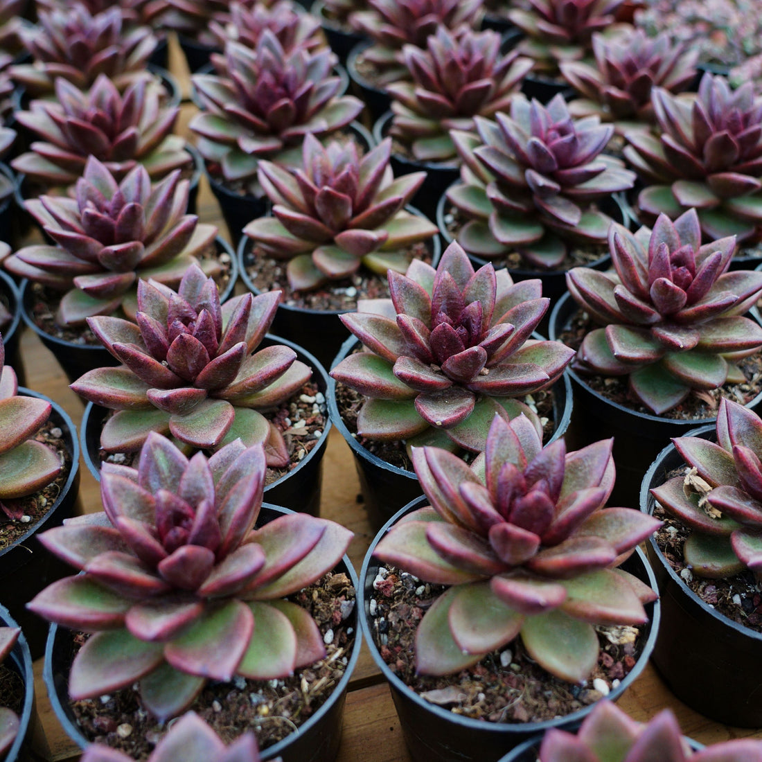 4'' Echeveria Abundant Rose, Rare Live Succulent Plants