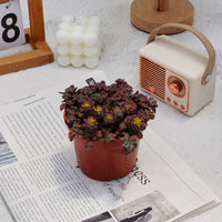 4'' Sedum Spathulifolium Carnea, Rare Live Succulent Plants