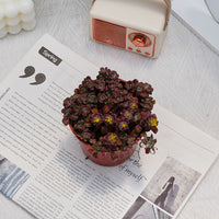 4'' Sedum Spathulifolium Carnea, Rare Live Succulent Plants