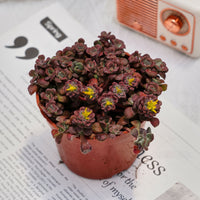 4'' Sedum Spathulifolium Carnea, Rare Live Succulent Plants