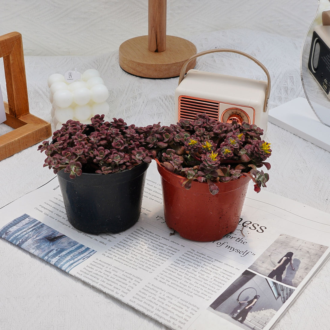 4'' Sedum Spathulifolium Carnea, Rare Live Succulent Plants