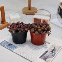 4'' Sedum Spathulifolium Carnea, Rare Live Succulent Plants