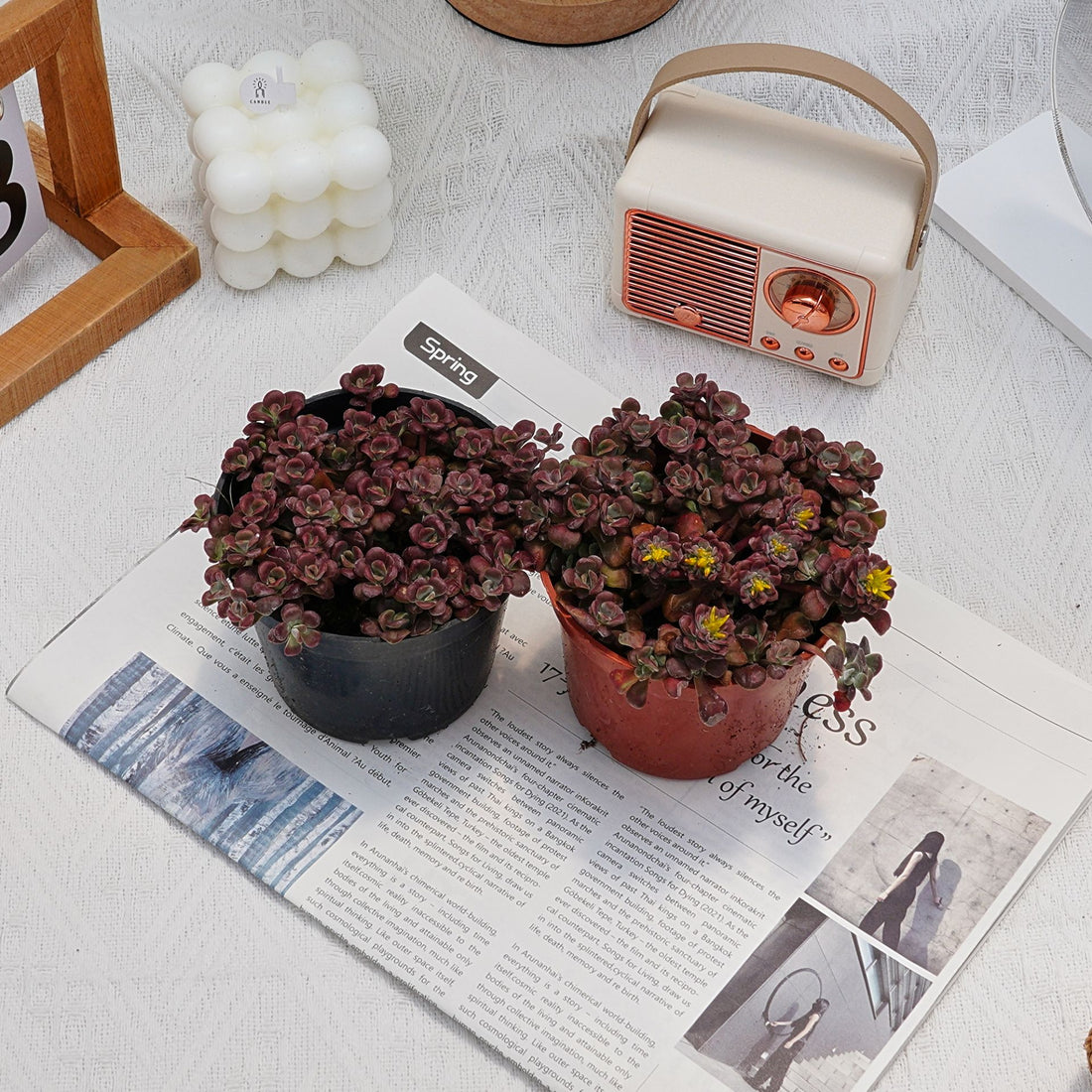 4'' Sedum Spathulifolium Carnea, Rare Live Succulent Plants