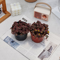 4'' Sedum Spathulifolium Carnea, Rare Live Succulent Plants