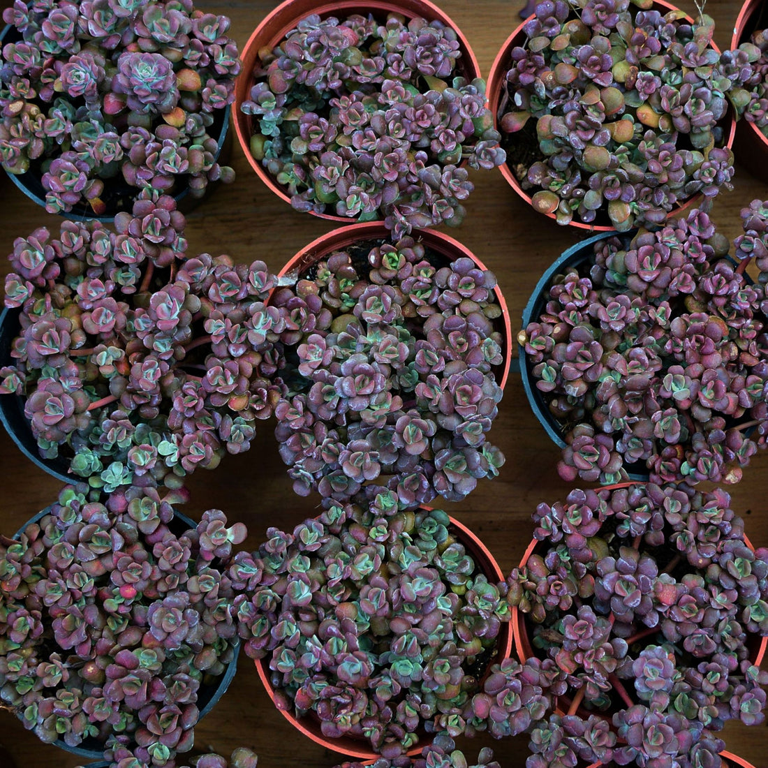 4'' Sedum Spathulifolium Carnea, Rare Live Succulent Plants