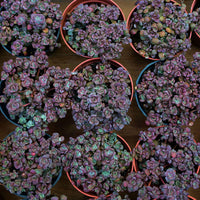 4'' Sedum Spathulifolium Carnea, Rare Live Succulent Plants