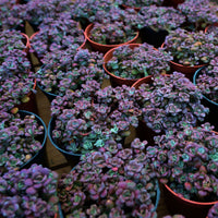 4'' Sedum Spathulifolium Carnea, Rare Live Succulent Plants