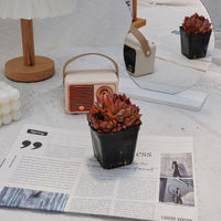 3'' Echeveria Nomad, Rare Live Succulent Plants