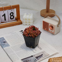 3'' Echeveria Nomad, Rare Live Succulent Plants