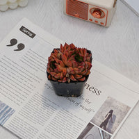 3'' Echeveria Nomad, Rare Live Succulent Plants