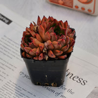 3'' Echeveria Nomad, Rare Live Succulent Plants