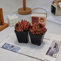 3'' Echeveria Nomad, Rare Live Succulent Plants