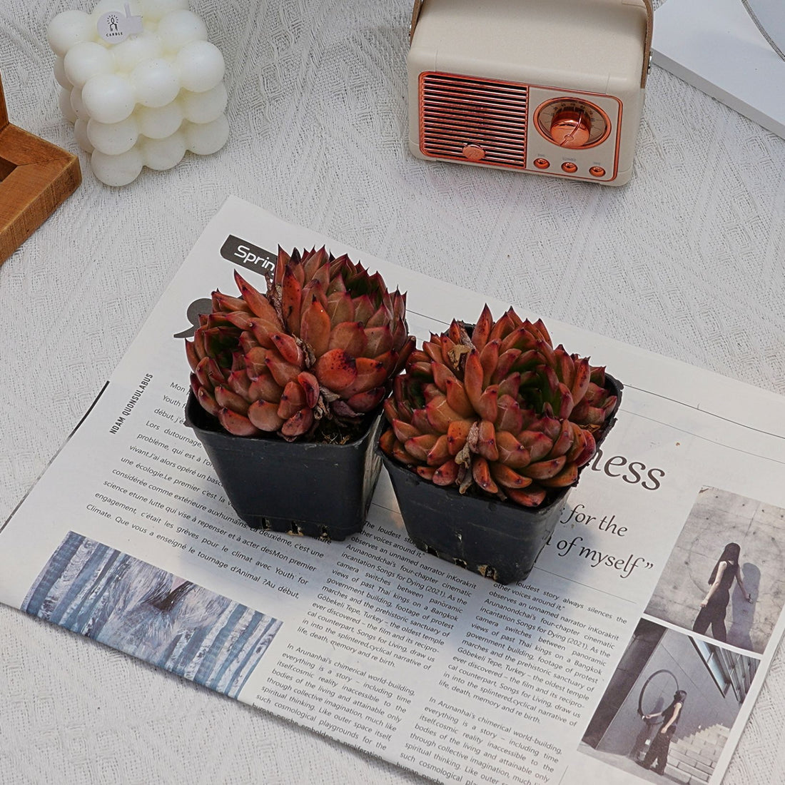 3'' Echeveria Nomad, Rare Live Succulent Plants