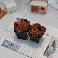 3'' Echeveria Nomad, Rare Live Succulent Plants
