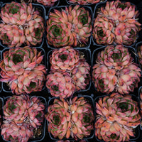 3'' Echeveria Nomad, Rare Live Succulent Plants