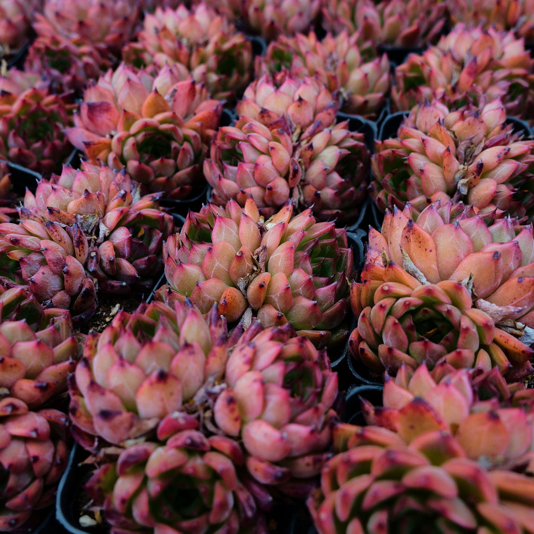 3'' Echeveria Nomad, Rare Live Succulent Plants