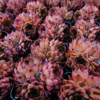 3'' Echeveria Nomad, Rare Live Succulent Plants