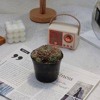 4'' Echeveria Mexican Ball, Rare Live Succulent Plants