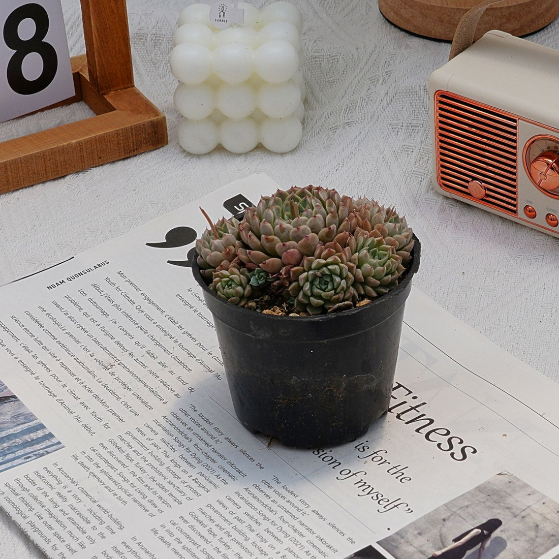 4'' Echeveria Mexican Ball, Rare Live Succulent Plants