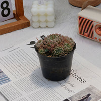 4'' Echeveria Mexican Ball, Rare Live Succulent Plants